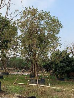 广州中海·左岸澜庭园区丨中国广州丨成都赛肯思创享生活景观设计股份有限公司-73