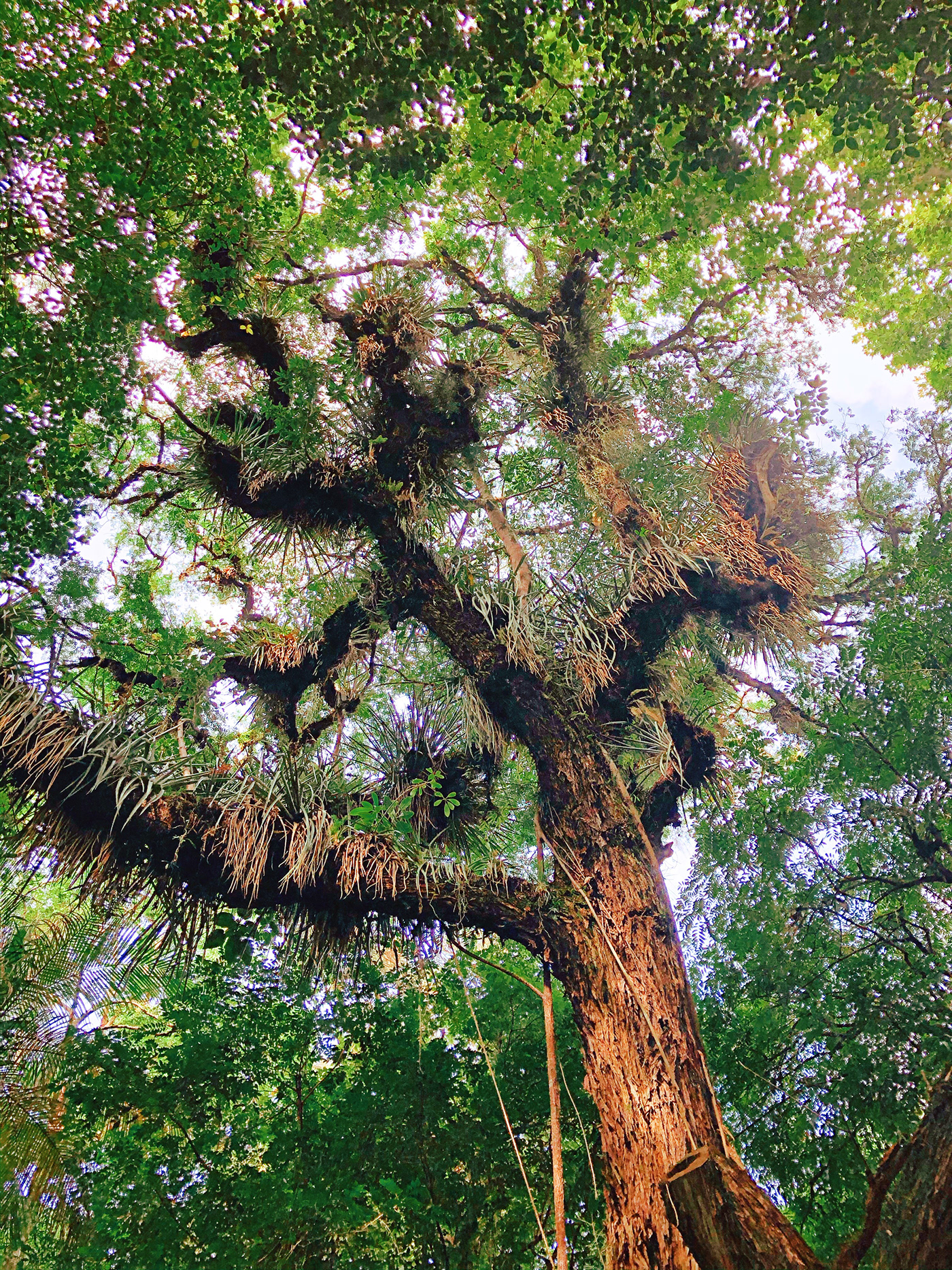 Curitiba por vários ângulos-3