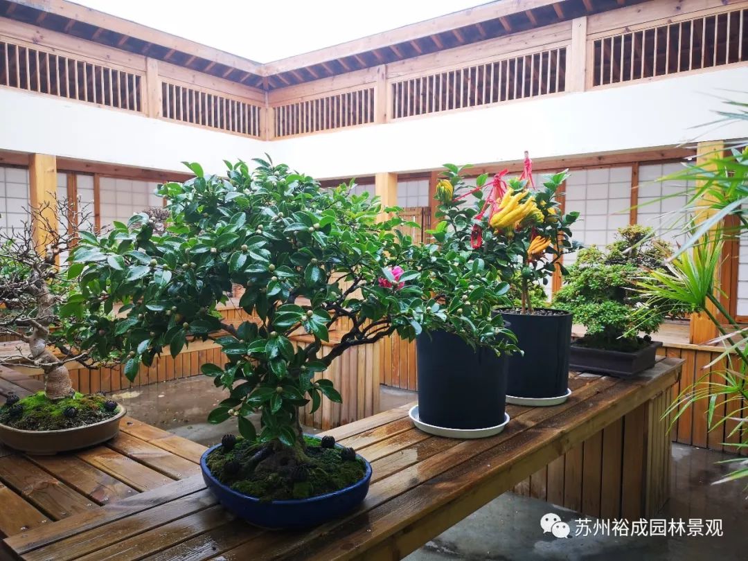 禅意屋顶花园，品茗抚琴如诗如画-7