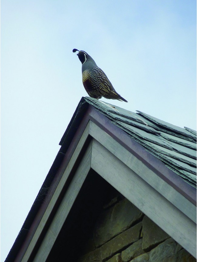 2016 ASLA 住宅设计类荣誉奖：拥有出色节水设计的诗意庭园 / Arterra Landscape Architects-5