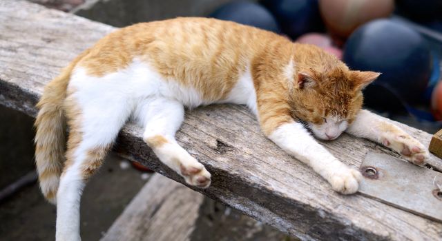 AAI 国际建筑 2019 年夜饭盛宴-35