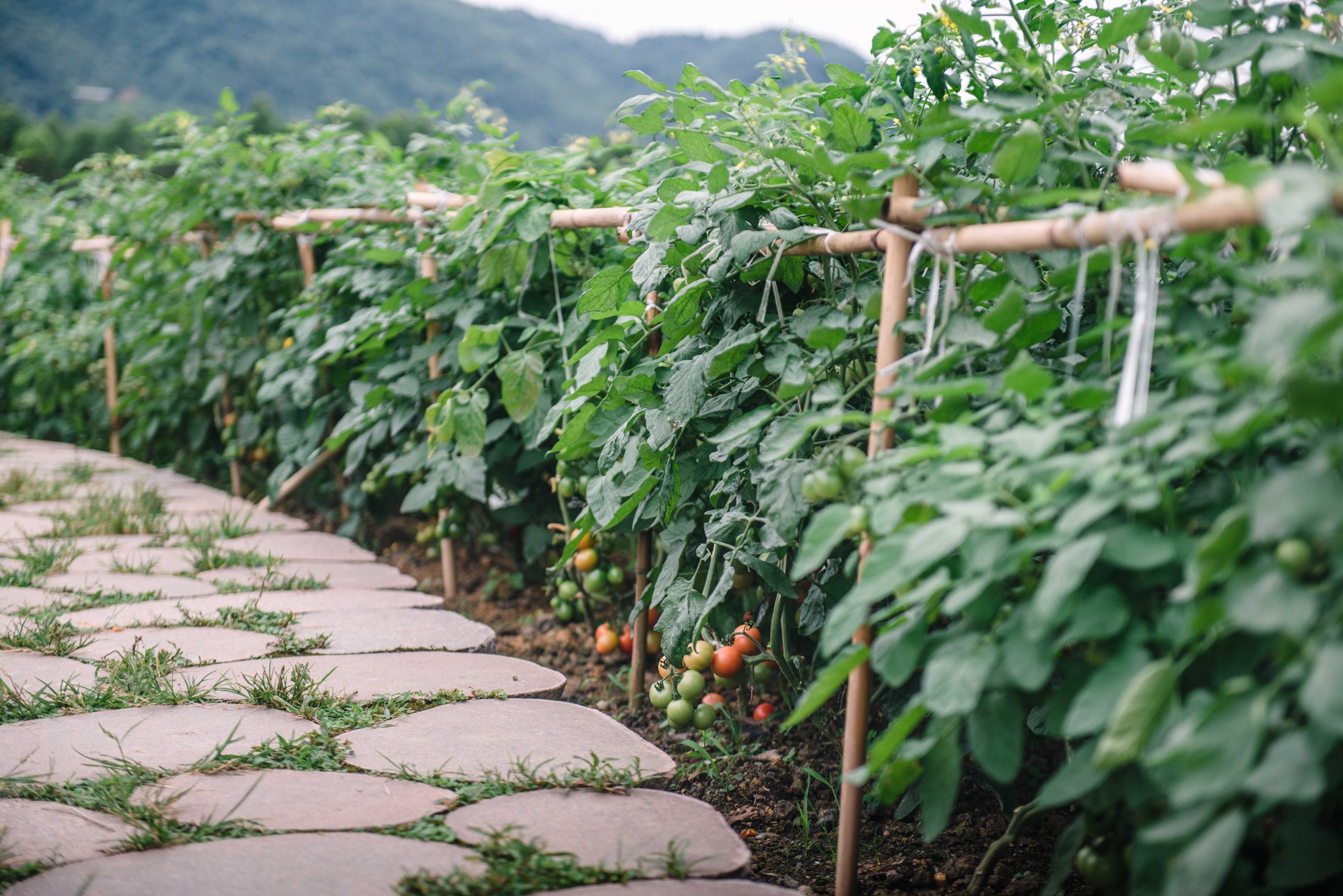 峨眉·高桥小镇丨中国眉山丨四川乐道景观设计有限公司-104
