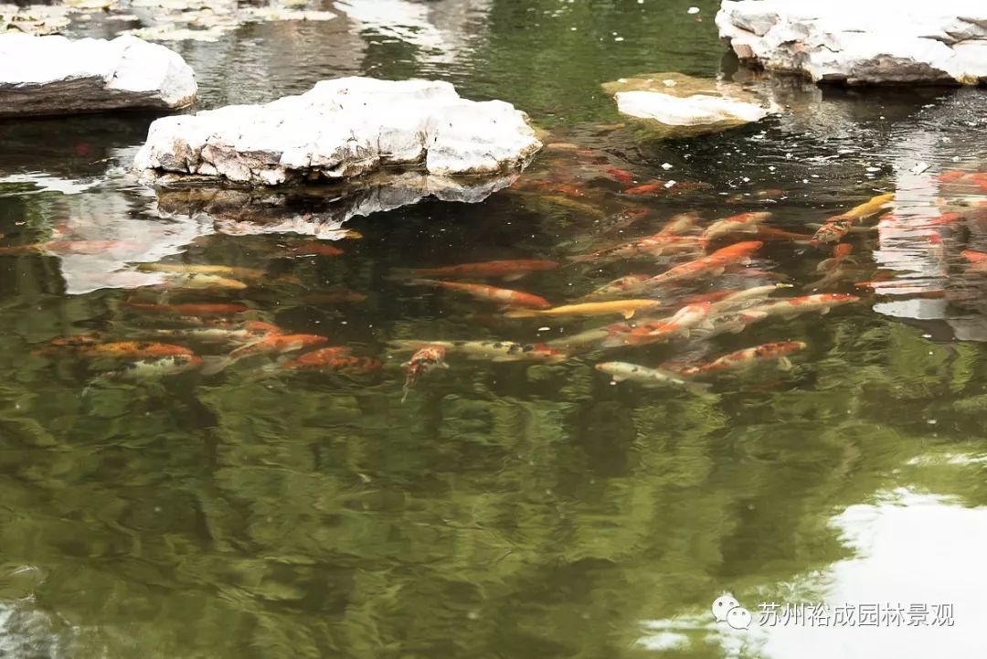 泰州荣园盆景园-28