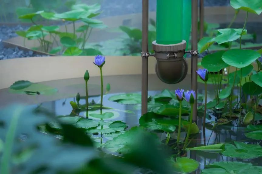 微藻实验花园：景观设计中的绿色新篇章-43