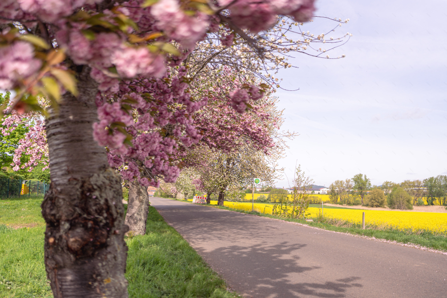 哈茨山樱花春日童话景观体验丨德国-32