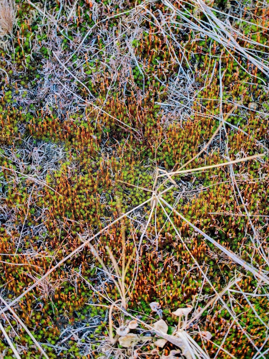 柏林森林中的人工沙丘丨德国柏林丨Gruppe F-13