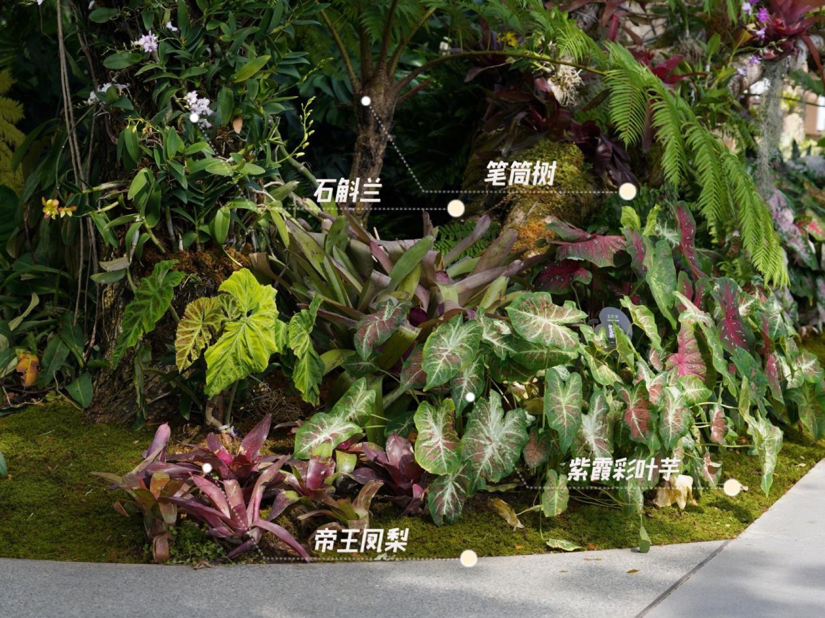 三亚海棠河生态公园阔叶浅溪段的花境生态营造丨中国三亚丨LOLA景观建筑设计事务所-93