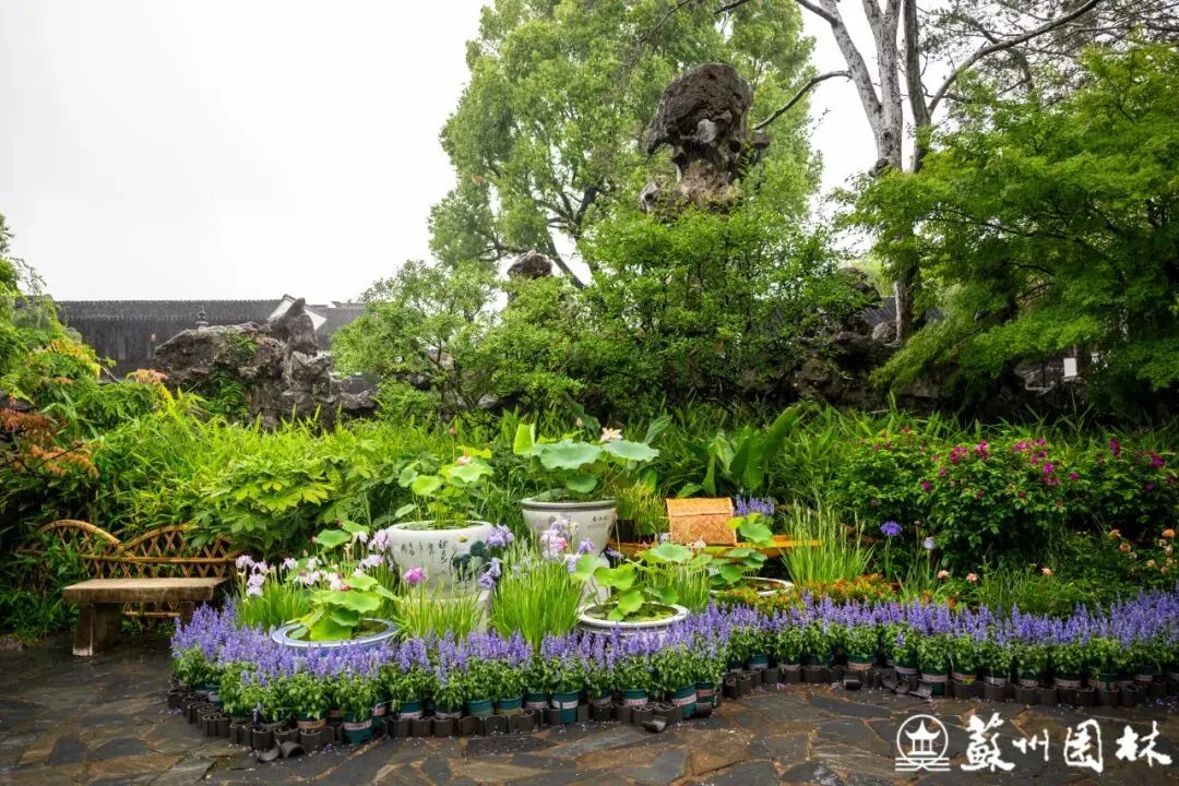 轻舟端阳！狮子林冷色系主题花境上新！-17