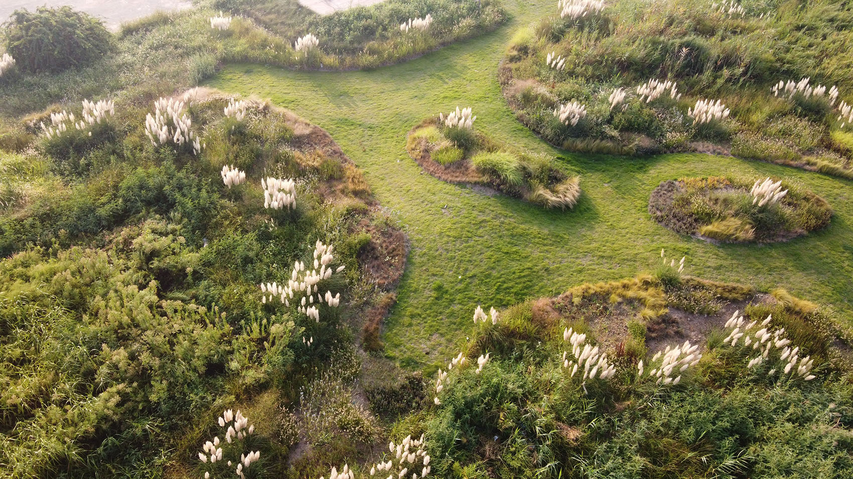 多岛海野草公园丨中国日照丨孔祥伟工作室-9