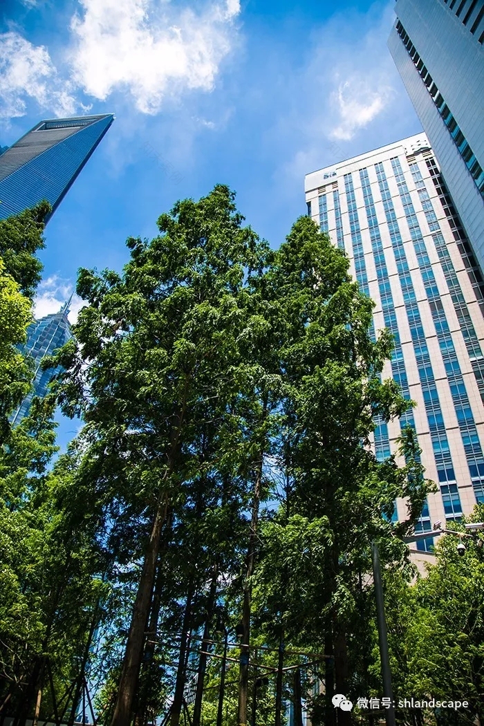 上海浦东世纪大道改造提升工程-73