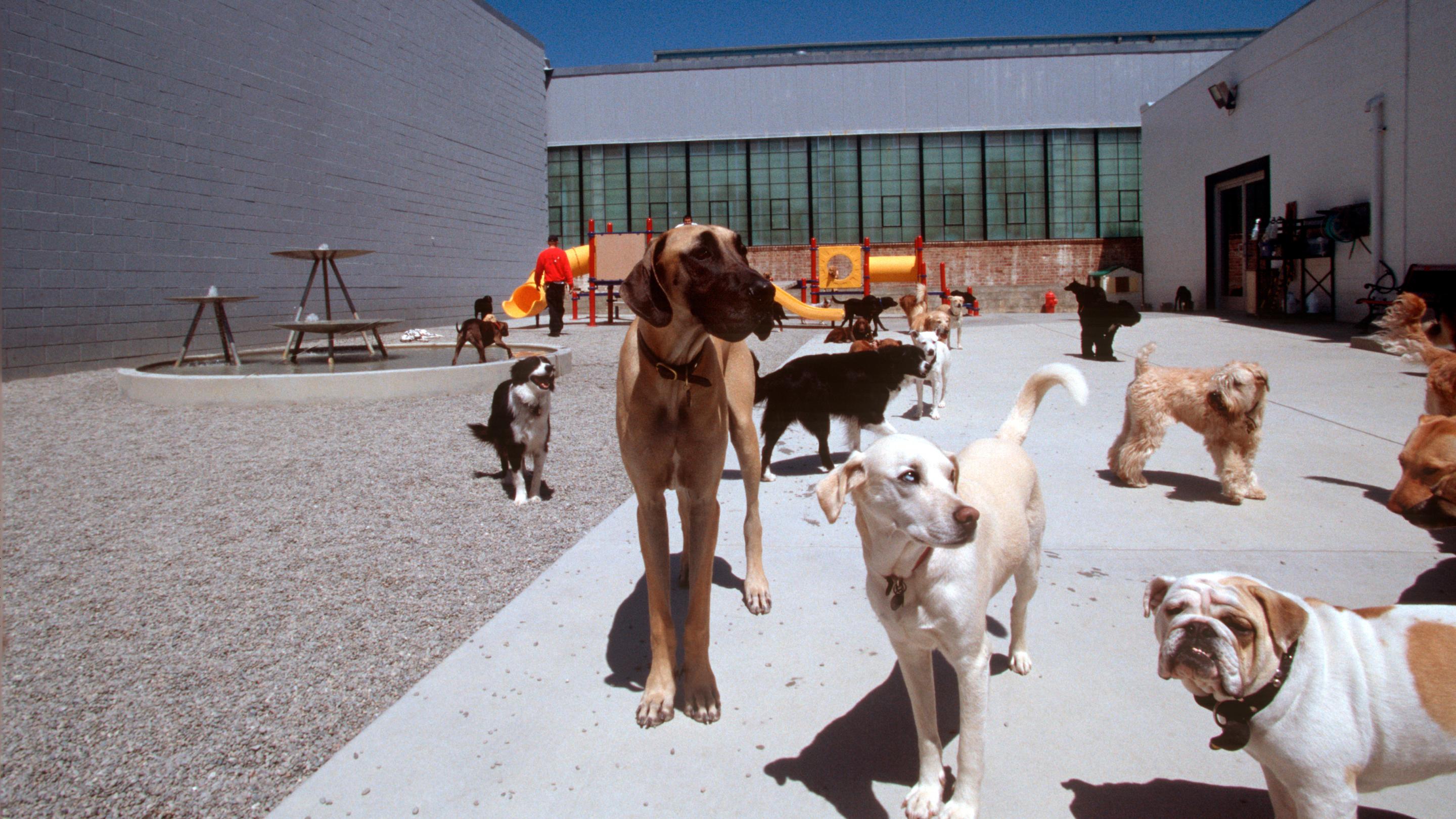 Lundberg Design 犬类日托设施改造项目丨美国加利福尼亚-3