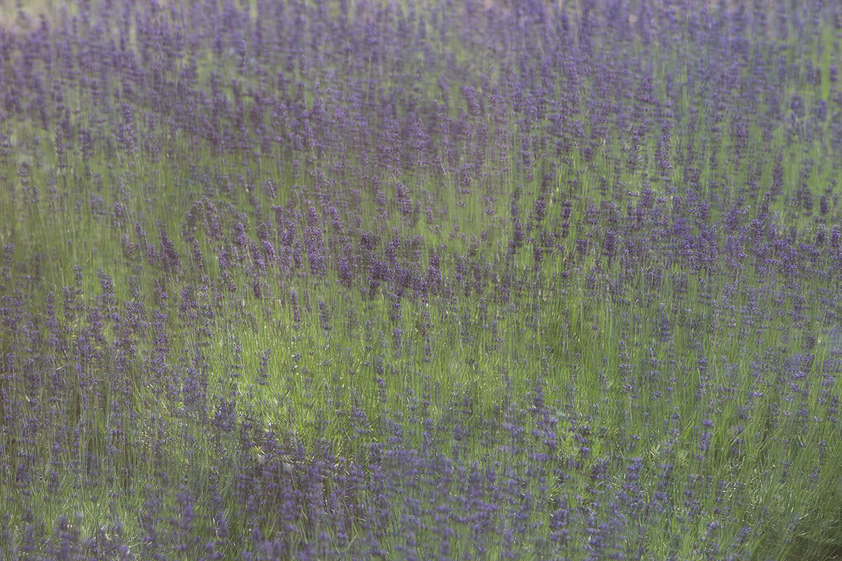 Olmen住宅，比利时 / Pascal François Architects-81