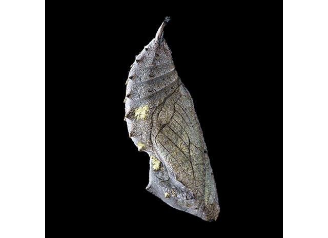 星樾山畔生活美学馆 | 自然生长，破茧化蝶-38