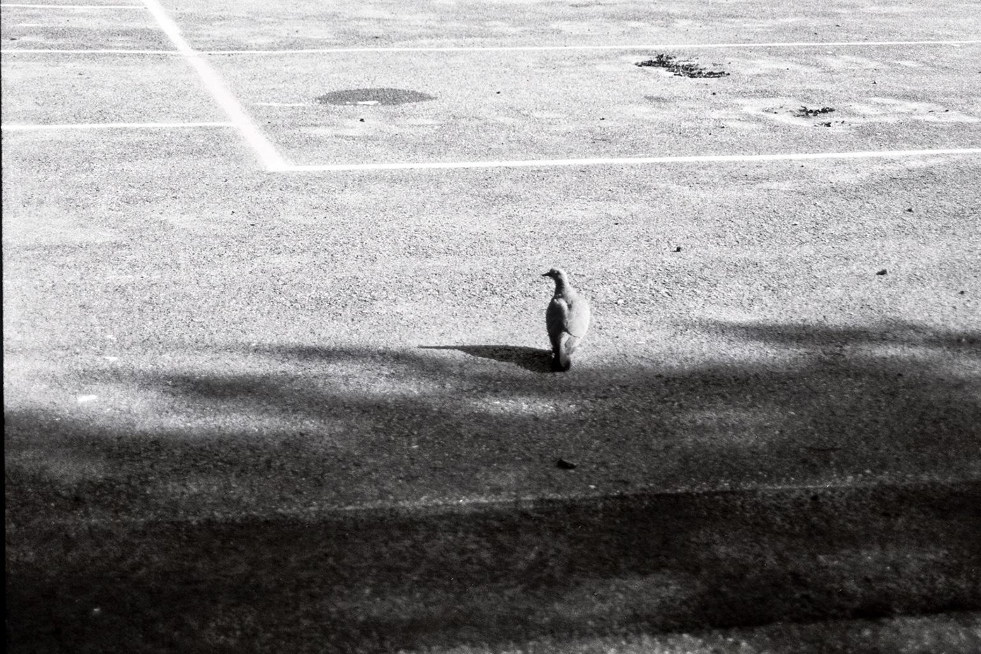 film photography | b/w walk-5