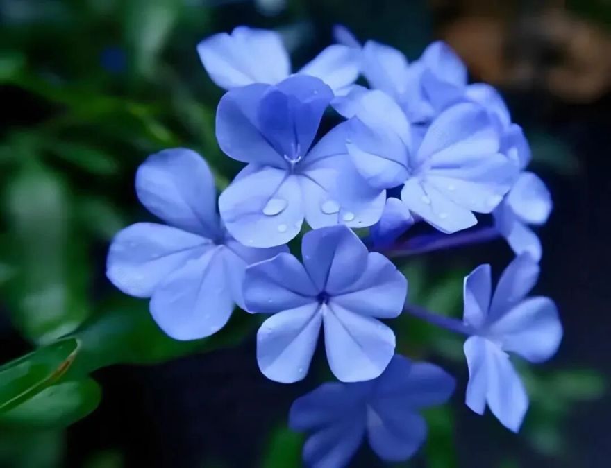 轻舟端阳!狮子林冷色系主题花境上新!-34