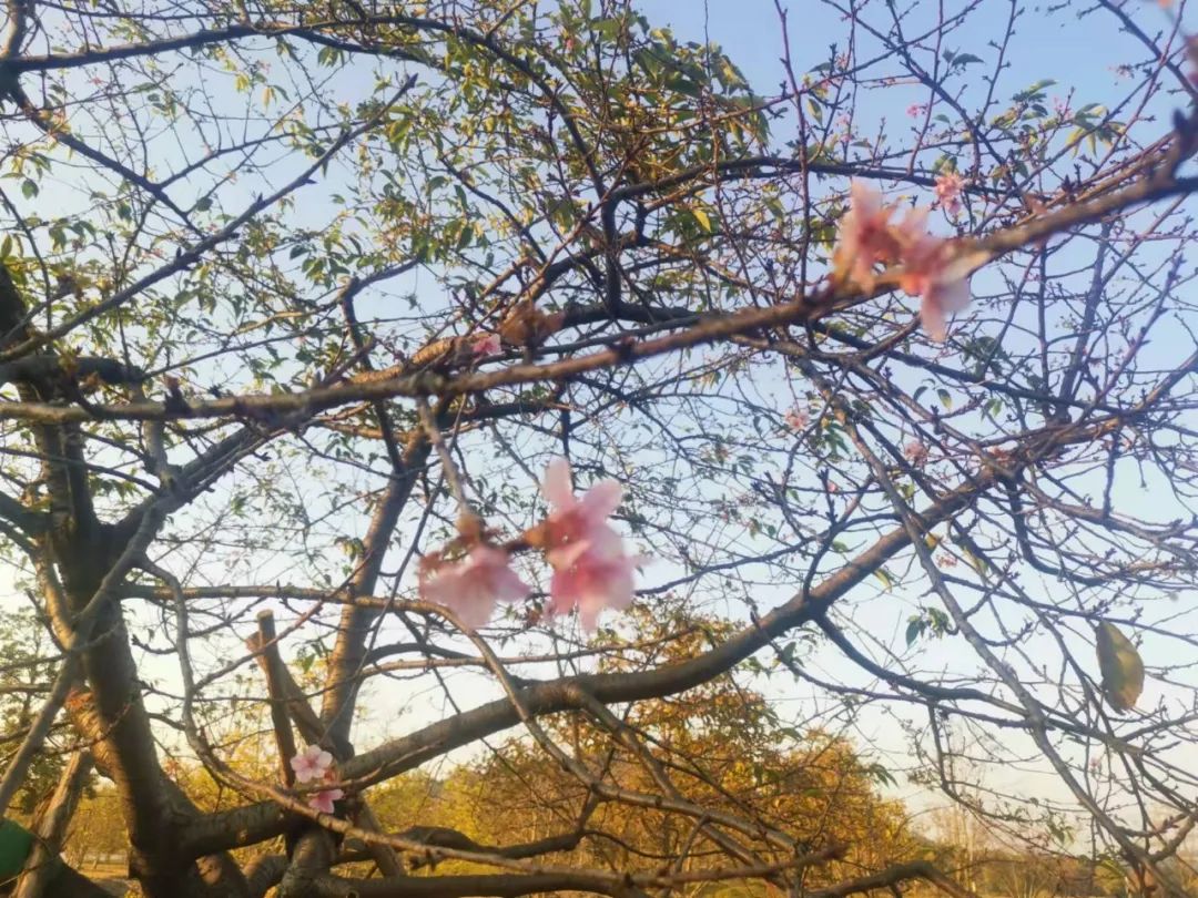 广富林遗址公园和辰山植物园考察丨中国上海丨亦境景观院-70