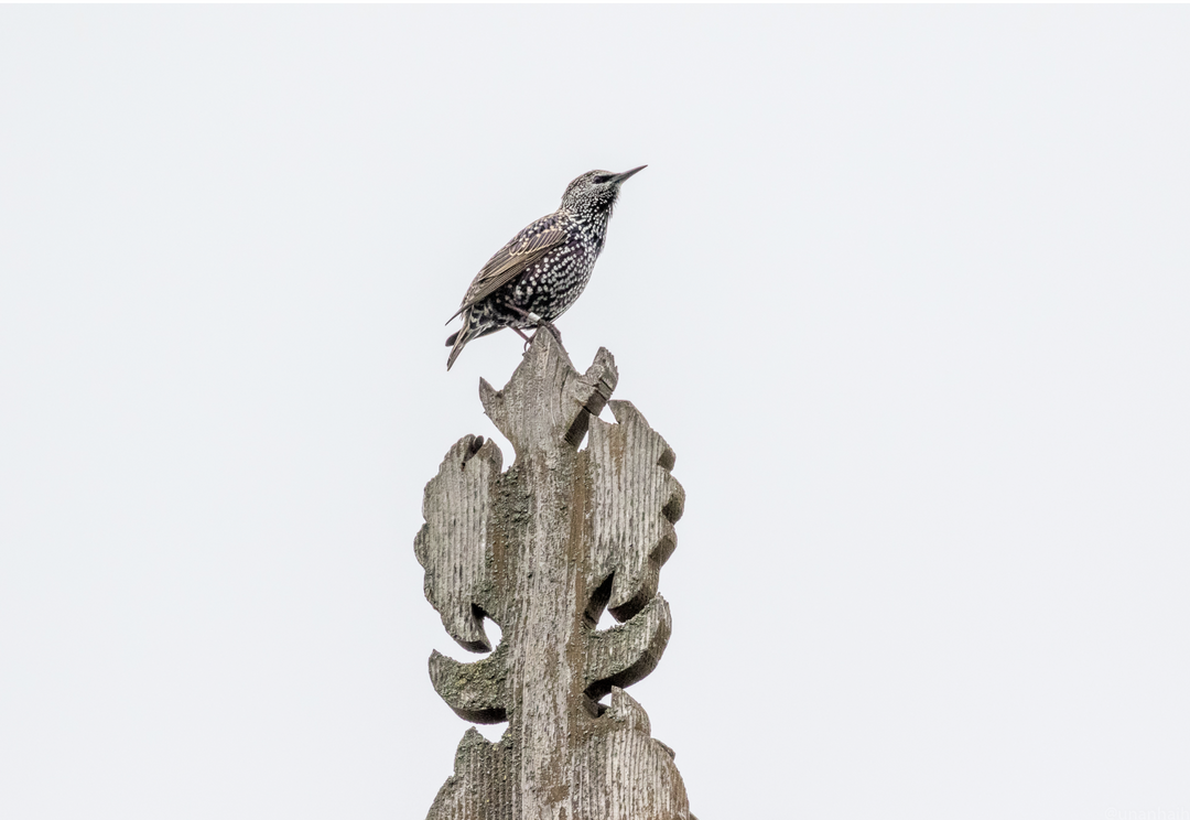 Hotel Tulcea（图尔恰“三角洲”酒店）丨罗马尼亚图尔恰丨建筑师Lutfi Sefchi Sait等多人-46