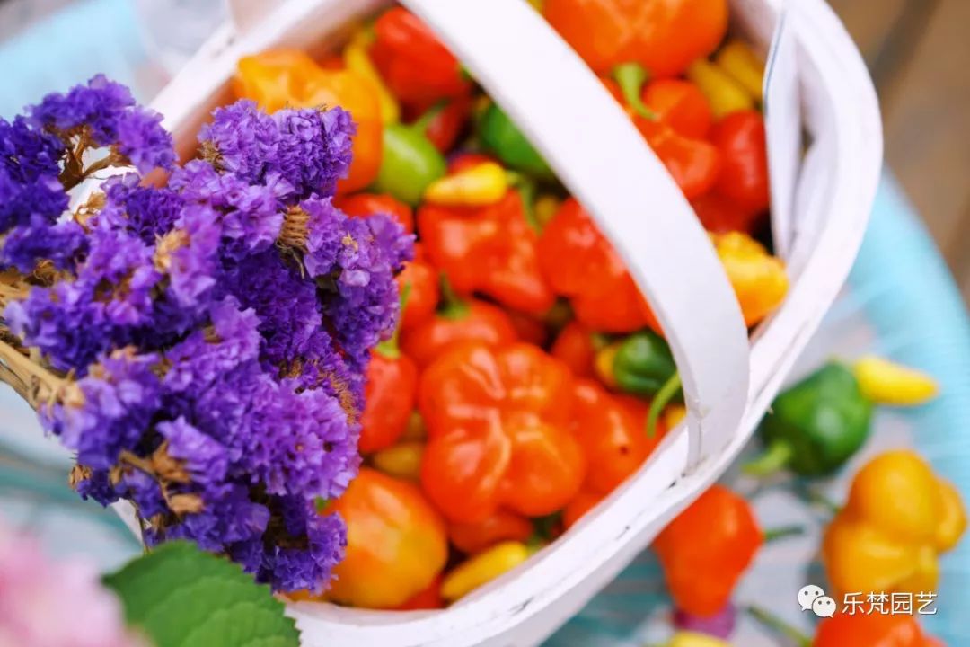 乐梵园艺打造成都花木博览会快闪花园,惊艳全场-90