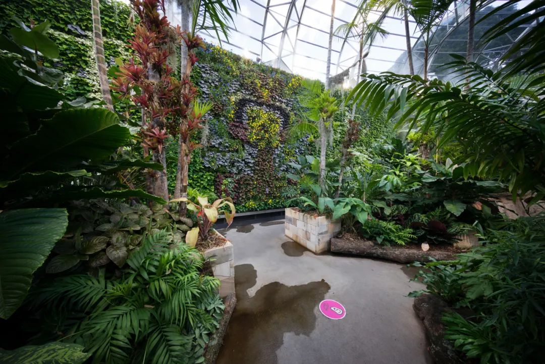 悉尼皇家植物园“花萼”建筑丨澳大利亚悉尼丨PTW Architects-72