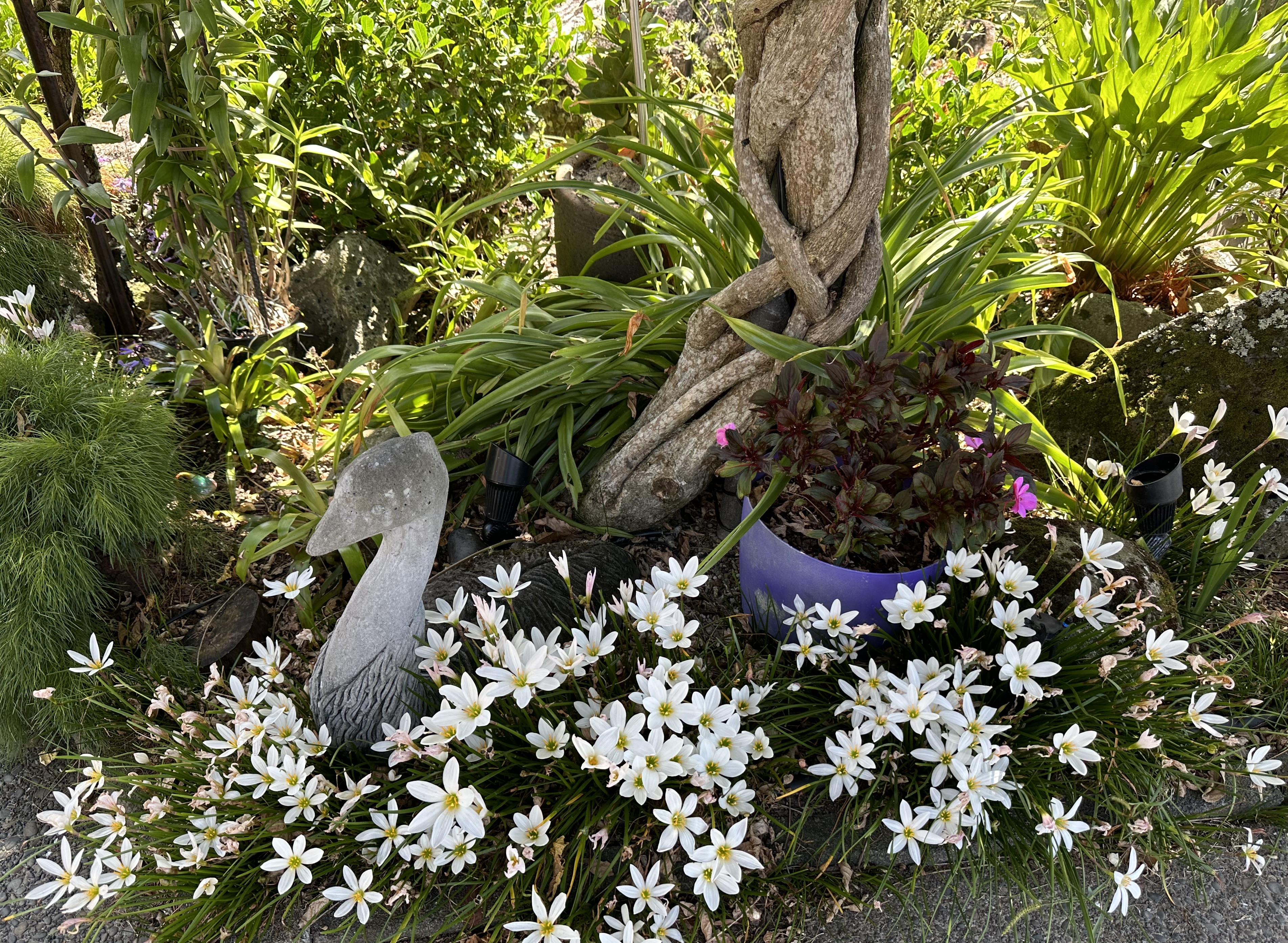 TwoConnect私人花园丨New ZealandAuckland丨Mary和Mark Jones-9