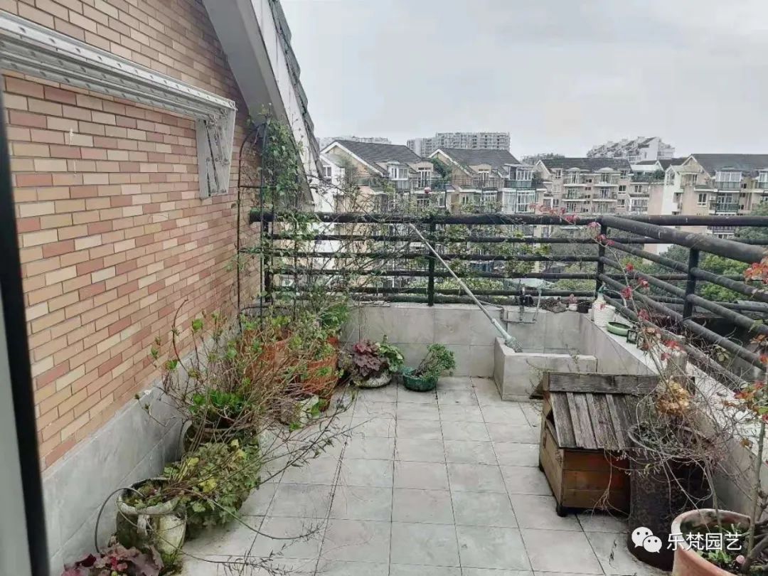 媚媚猫咪的摩洛哥阳台花园丨乐梵园艺-8