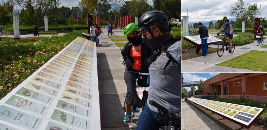 Xochimilco 生态公园丨墨西哥墨西哥城丨Grupo de Diseno Urbano S.C.-28