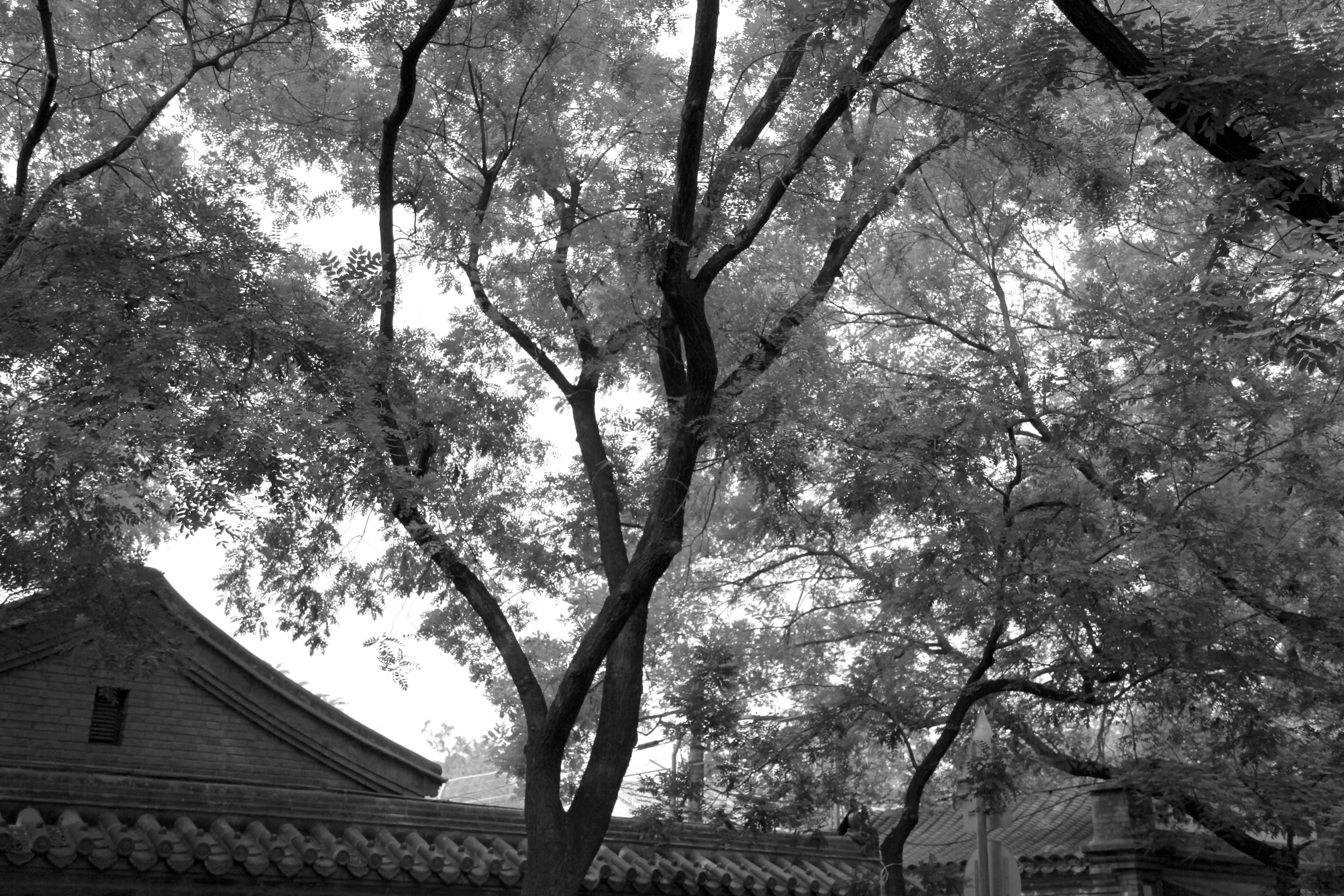 北京泓高 丽都酒店-4-5