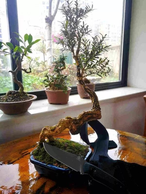 不惑之年,他自己动手建了一座楼顶花园,养花种菜喂鱼……-207