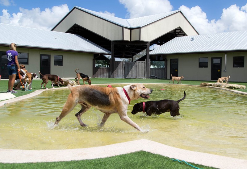 big dog ranch rescue-0