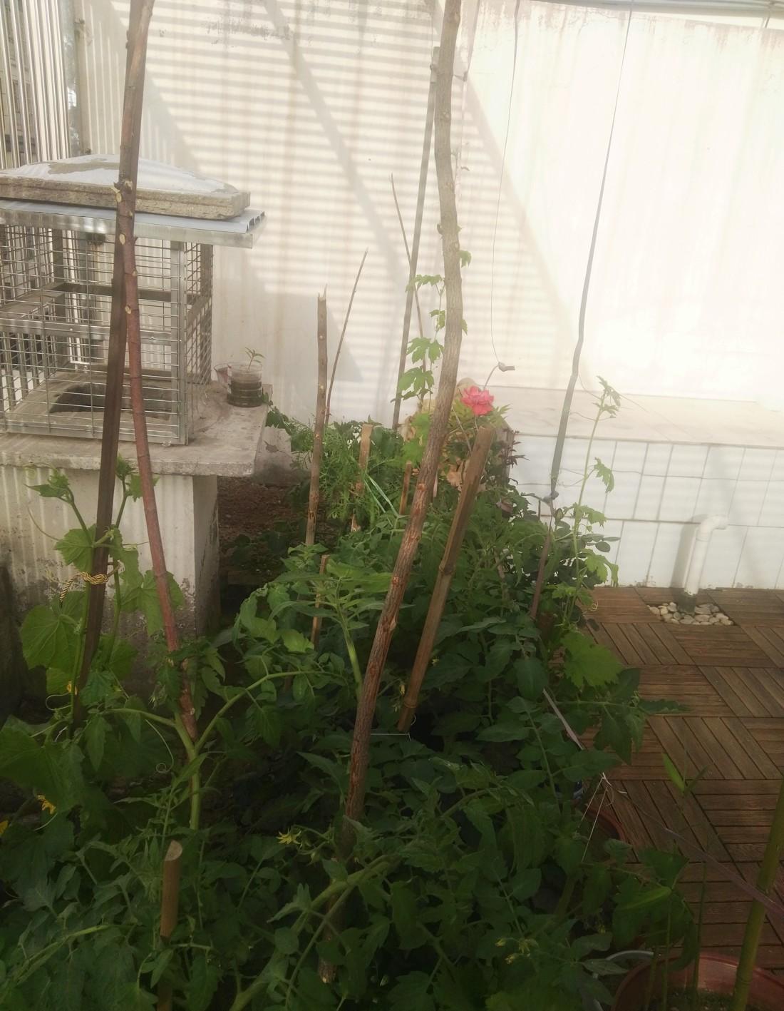 
屋顶立体种植 -6