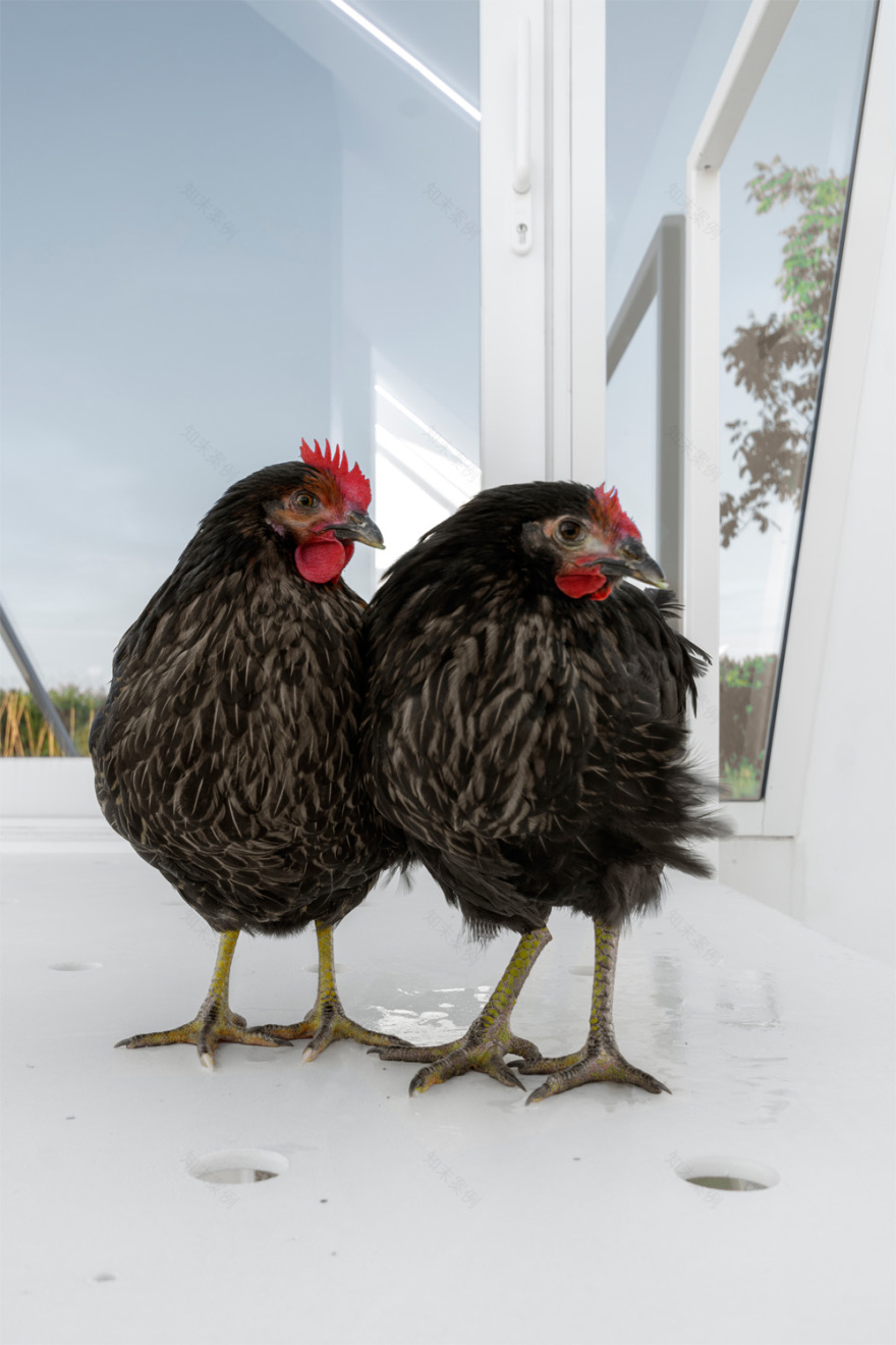 果园中的家园-29