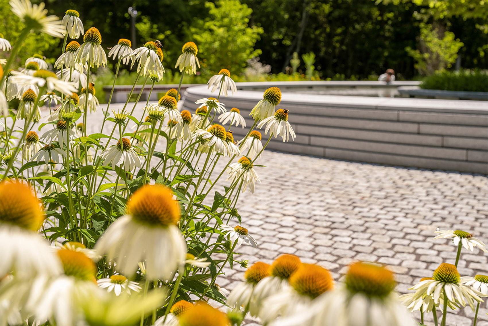 桑迪胡克“林间空地”纪念园丨美国康涅狄格丨SWA Group-31