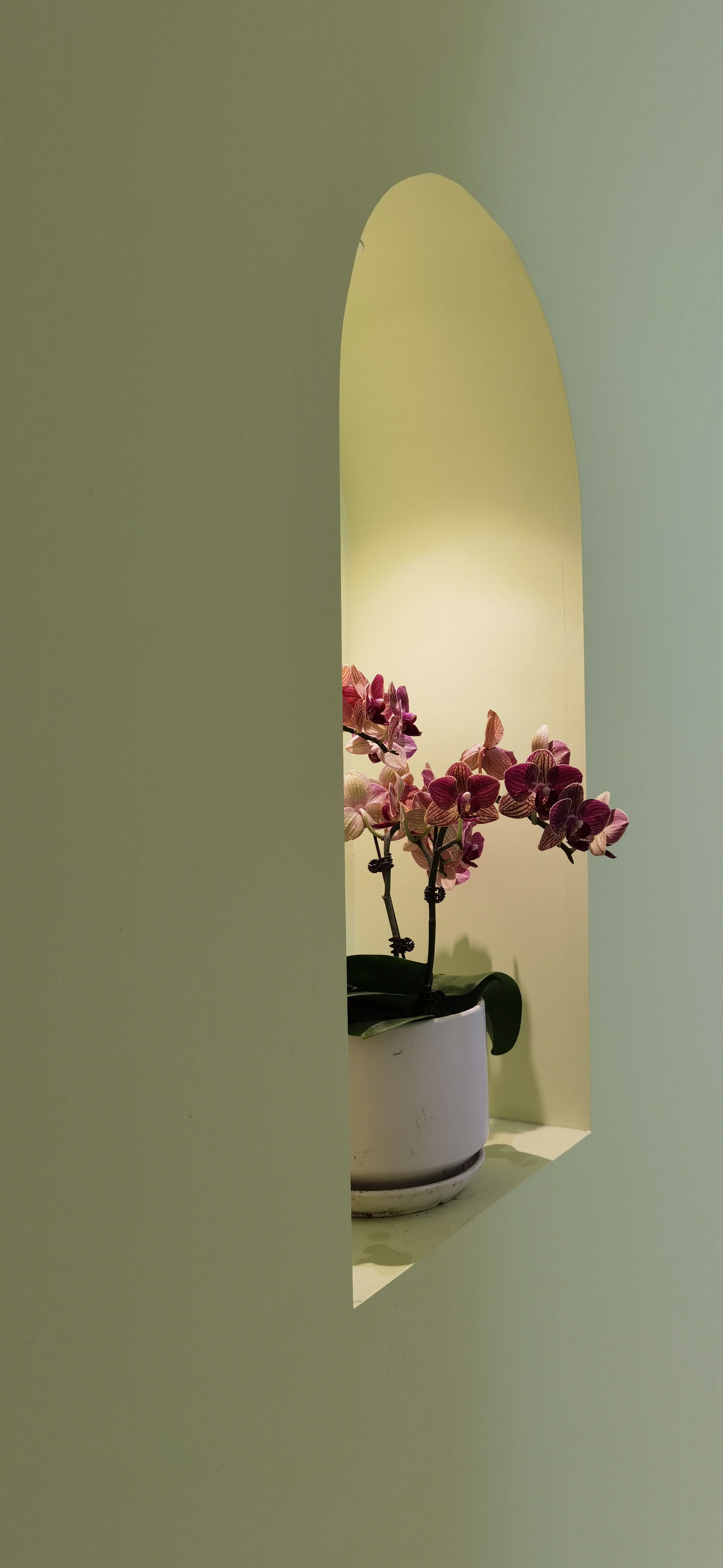 花开如愿/私瑜瑜伽-13