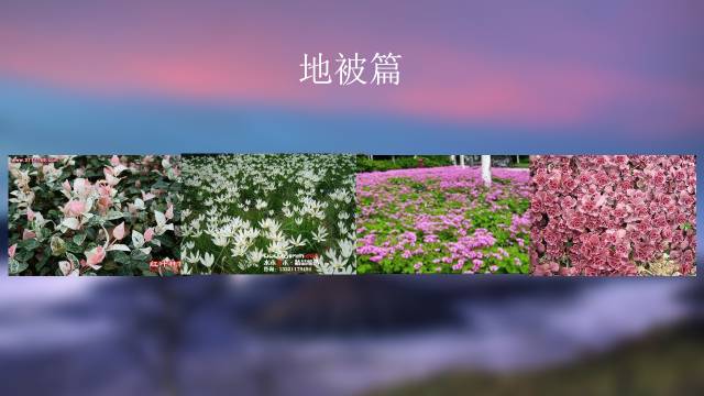 秋凌景观陪伴你学习的第3128天-54