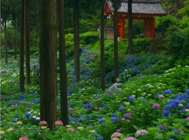 花园植物养护篇·绣球-60