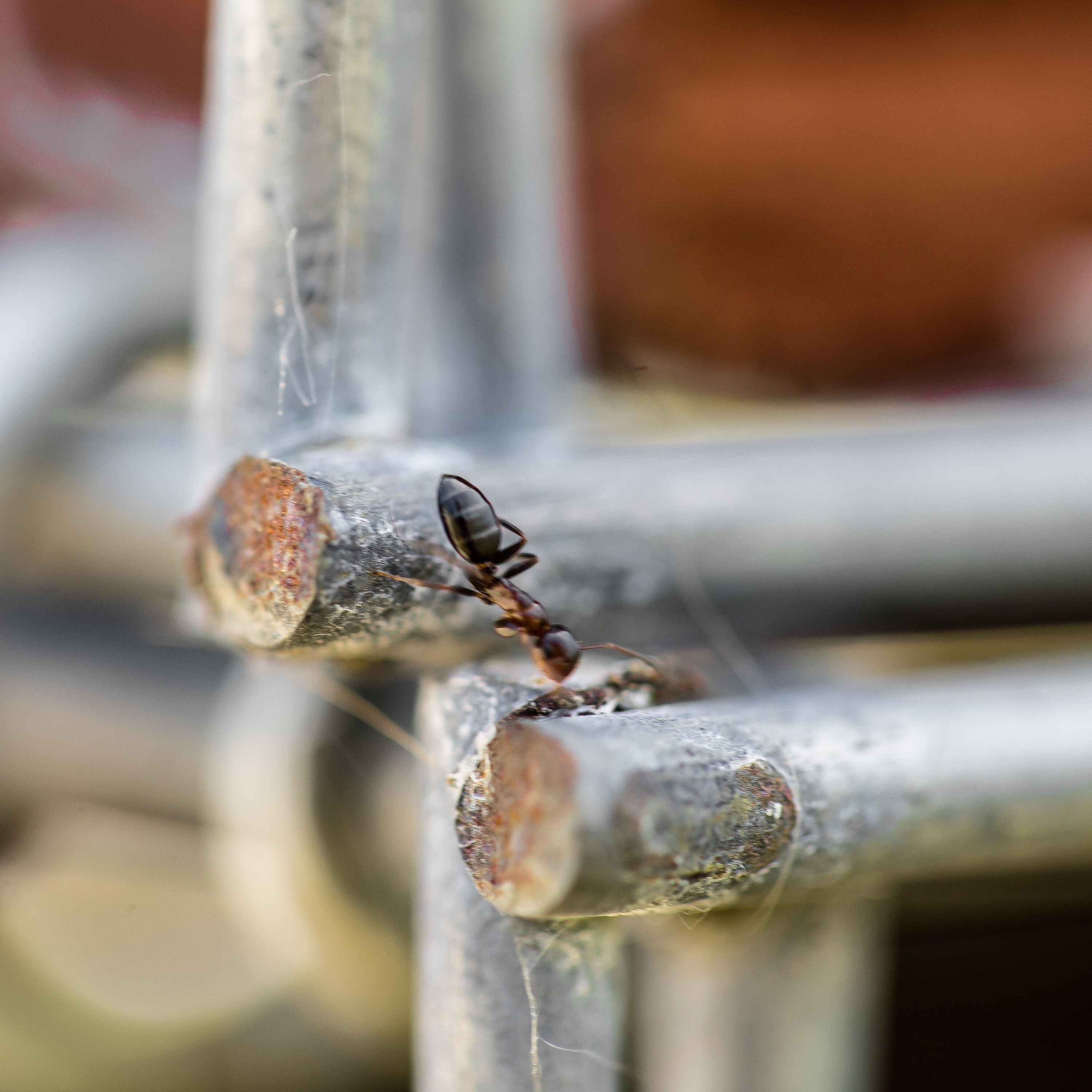 自然之巢 · 昆虫酒店的生态设计-27