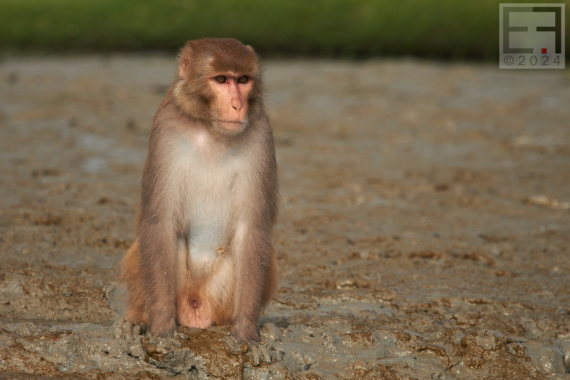 孟加拉国孙德尔本斯红树林保护与开发-9