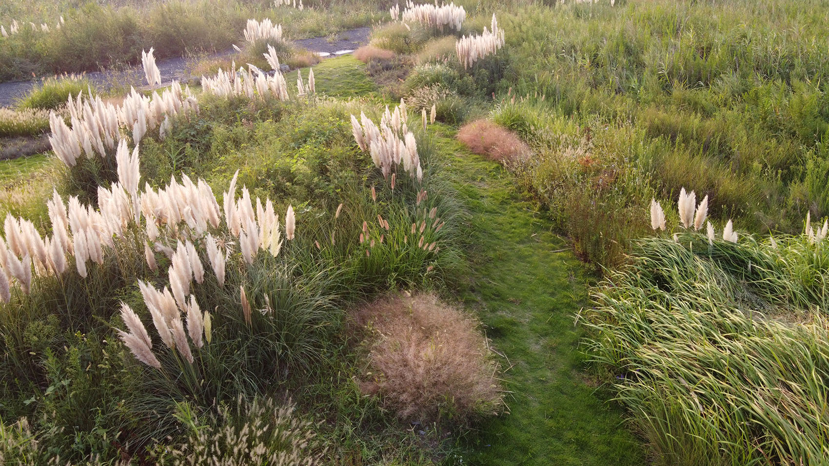 多岛海野草公园丨中国日照丨孔祥伟工作室-22