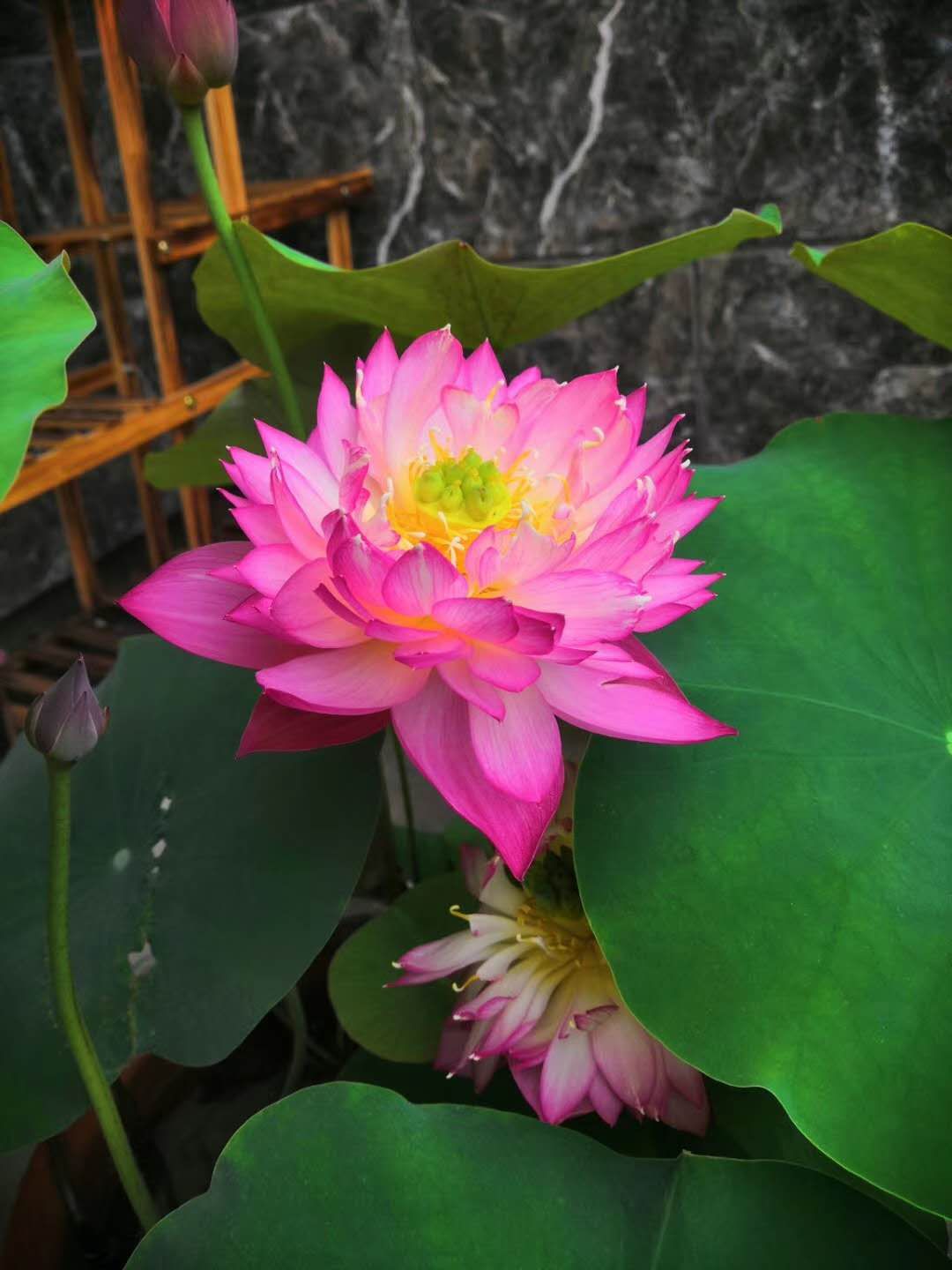 大叔也爱养花，3天造出个小花园，一分钱没花！-79