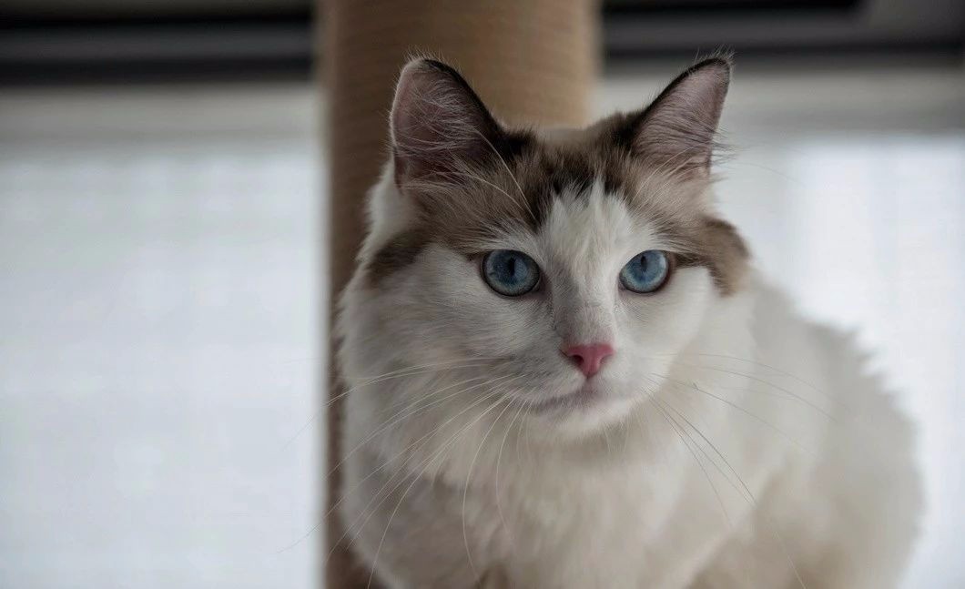 黑白灰丨简约的最高级-88