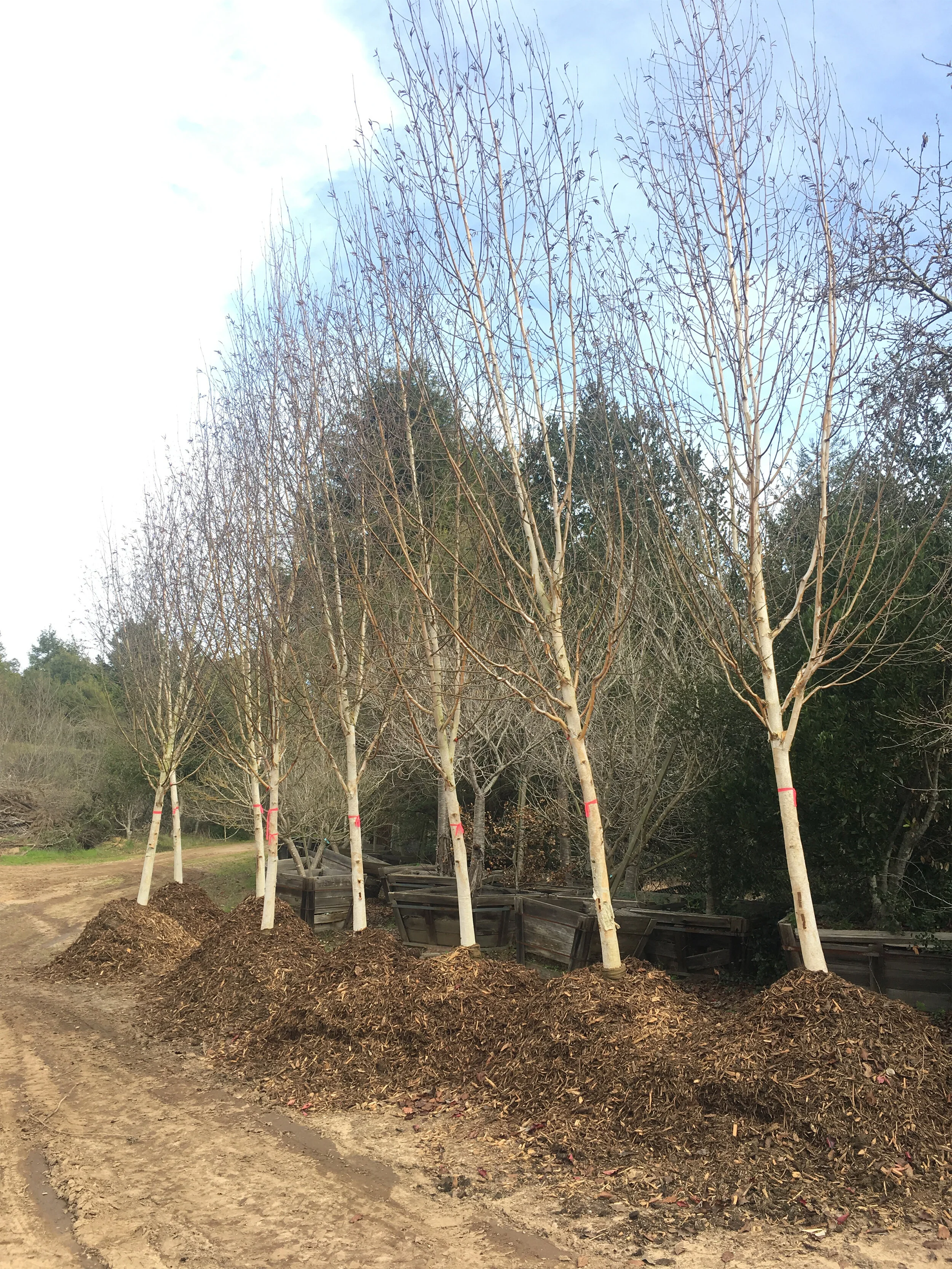 Mariposa Greenway（马里波萨绿道）丨美国丨Fletcher Studio（弗莱彻工作室）-92