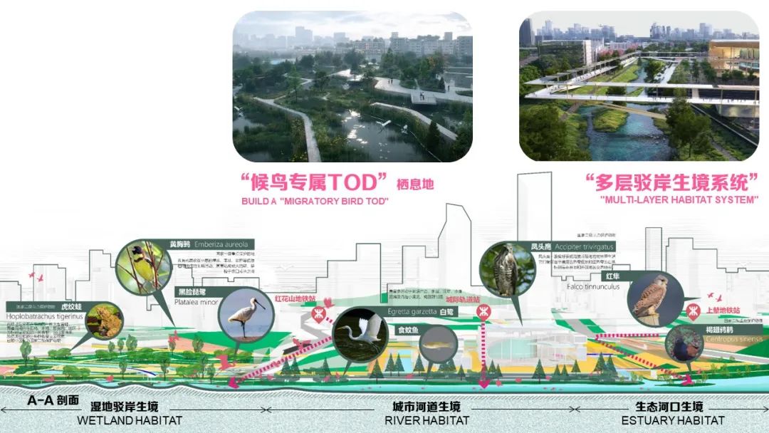 深圳市光明茅洲河中央水岸城市设计丨中国深圳丨塔科玛城市设计+清华同衡+AUBE欧博设计-126