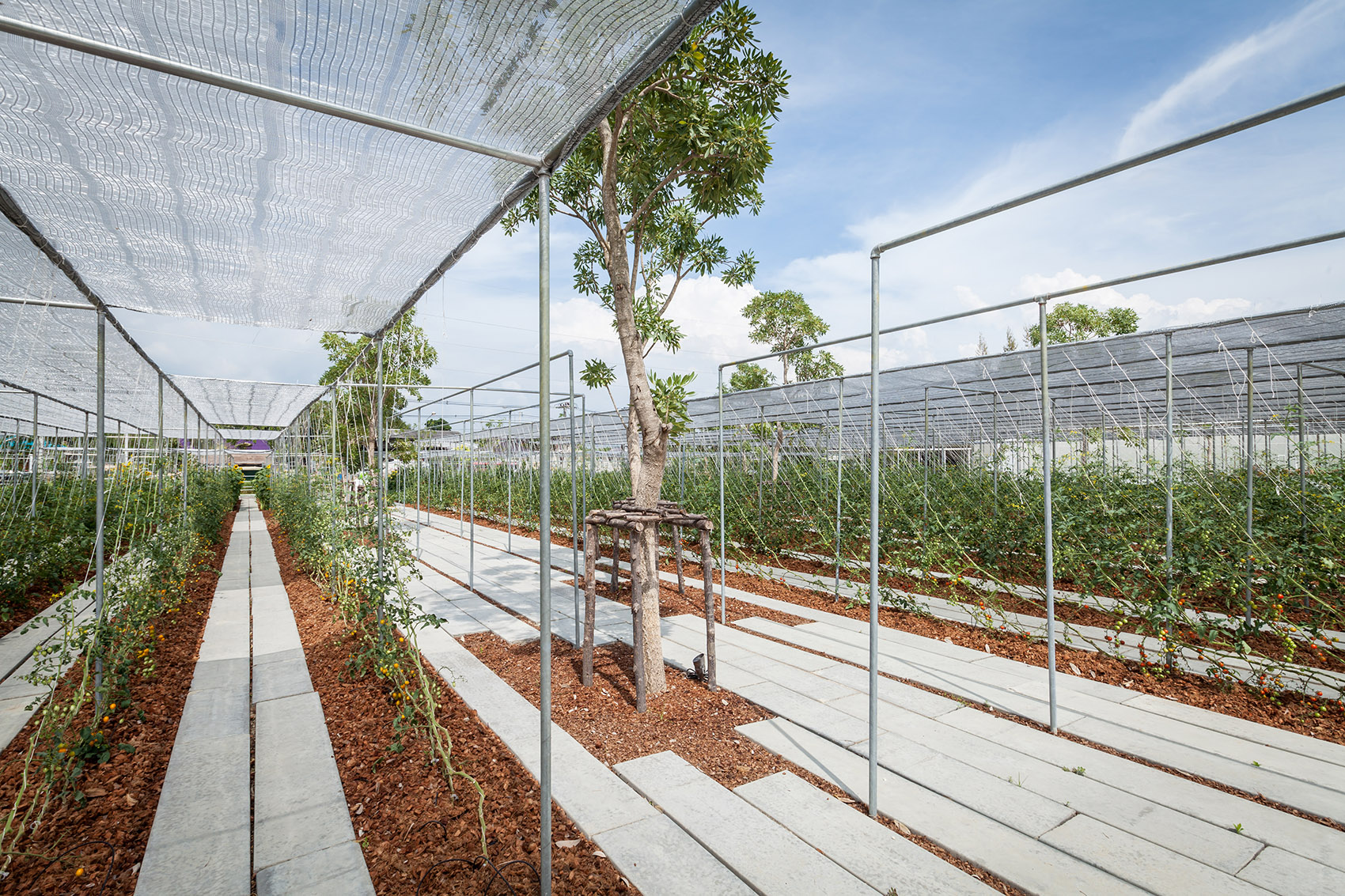 都市农场，泰国 / Integrated Field Co.,Ltd.-16