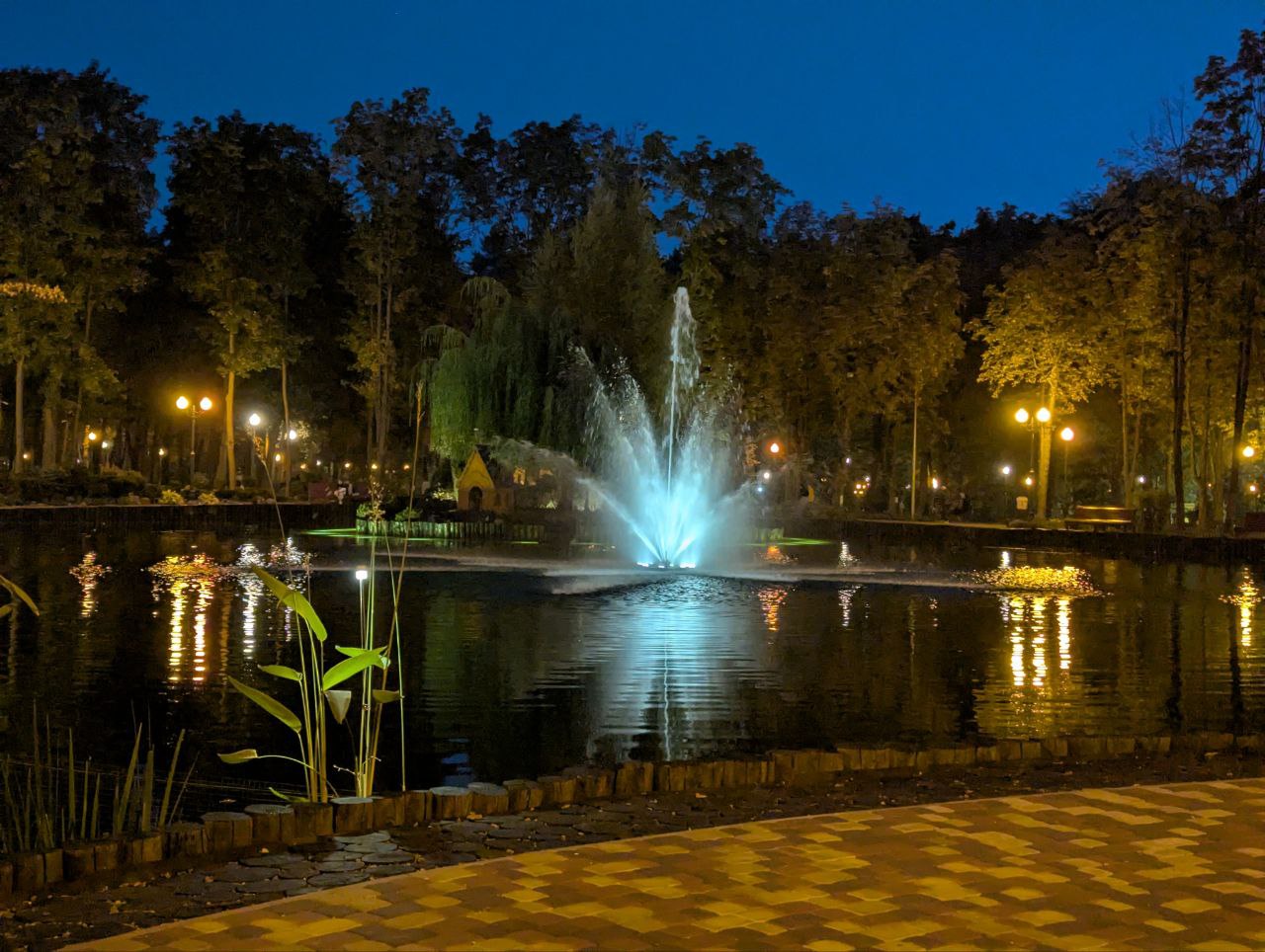 世界上的树木丨Sylvie D.-195