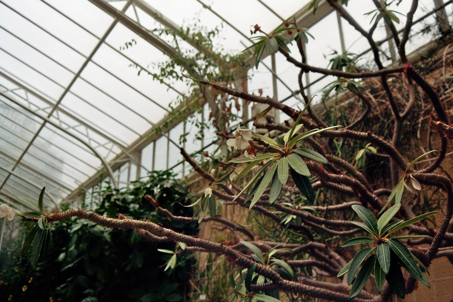 Botanical Gardens on film: A Therapy-2