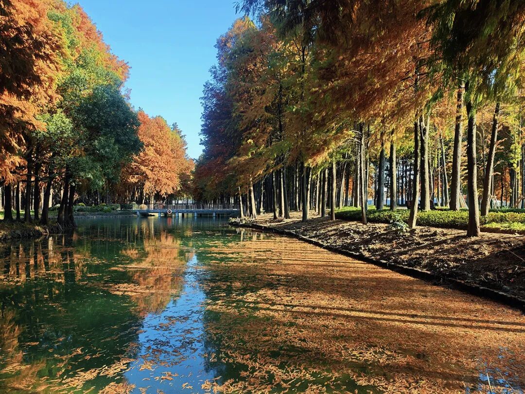 横沔公园丨中国上海丨上海市园林设计研究总院有限公司-10