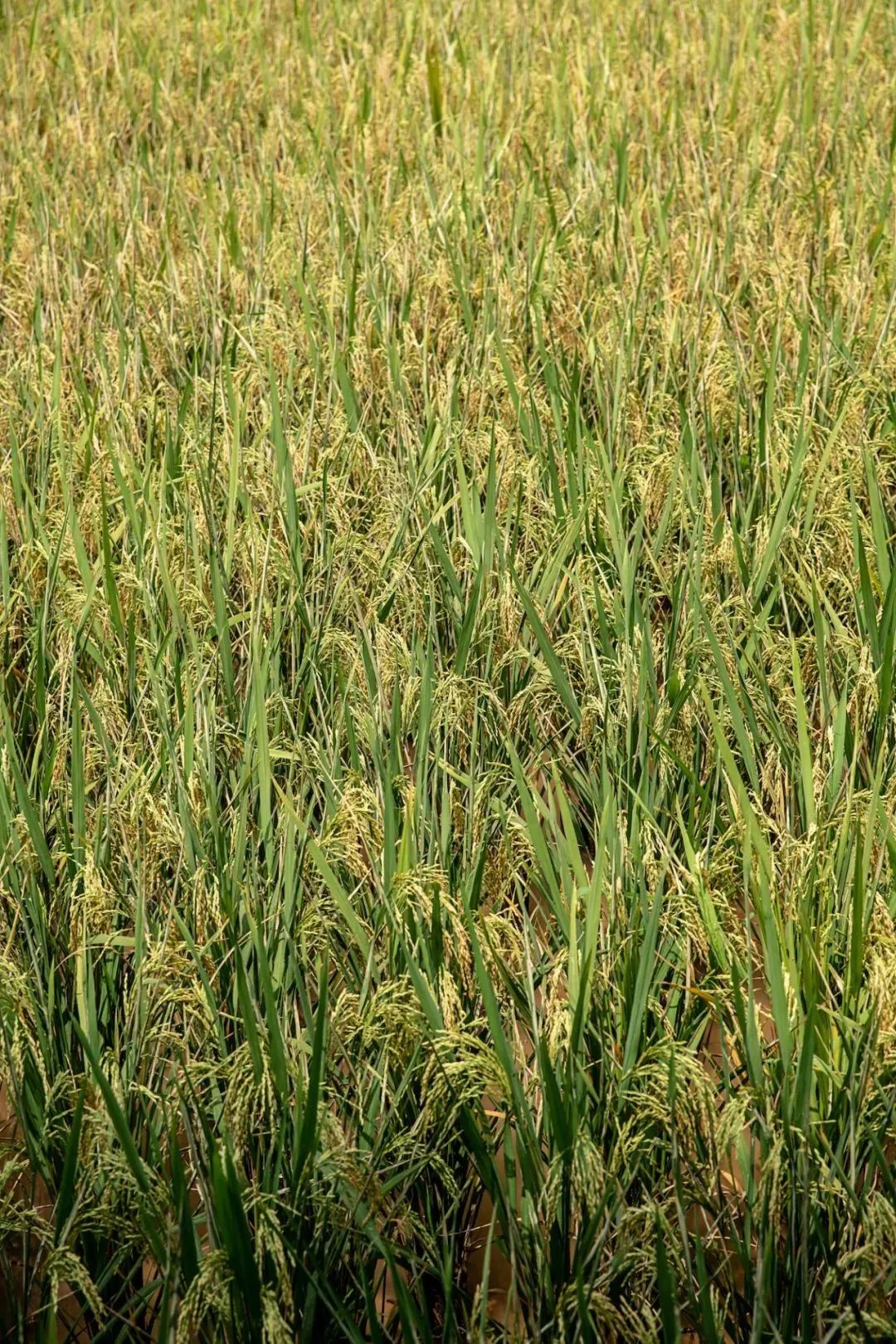 重庆·椒园丨中国重庆丨重庆尚壹扬装饰设计,重庆悦集建筑事务所-18