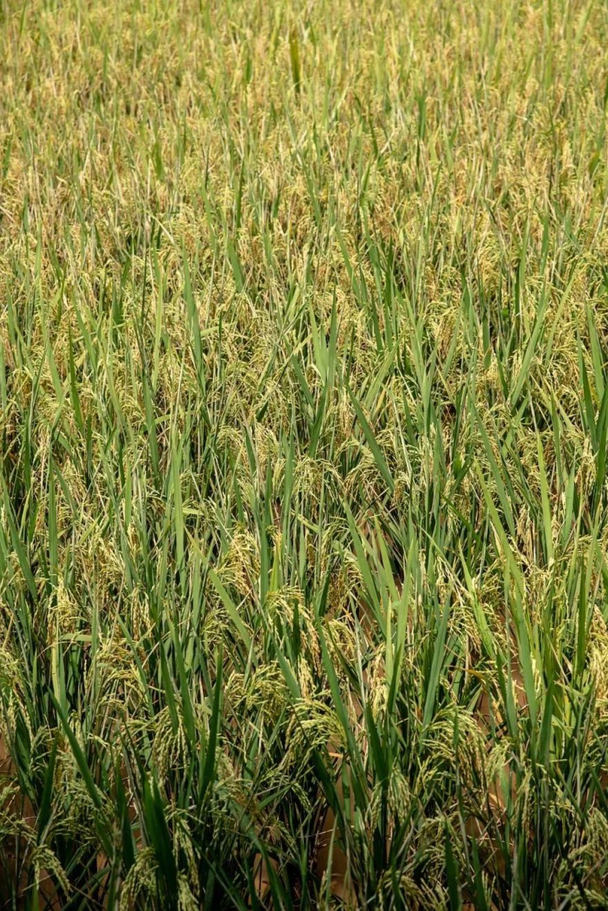 重庆·椒园丨中国重庆丨重庆尚壹扬装饰设计,重庆悦集建筑事务所-18