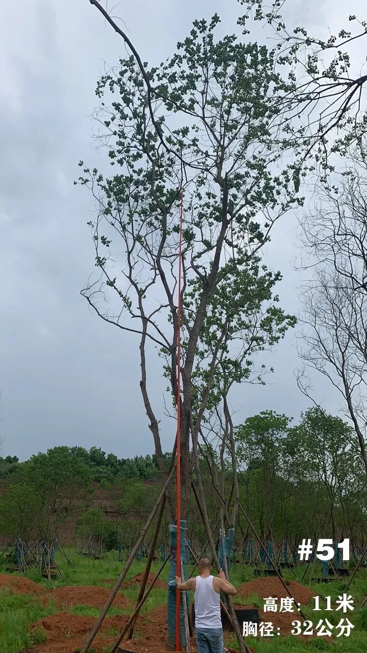 湖南衡阳 148 棵精品乌桕景观设计丨中国衡阳丨看见景观-61