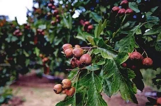 四个老男孩租下2500亩山谷,用集装箱搭出梦想中的家!-123